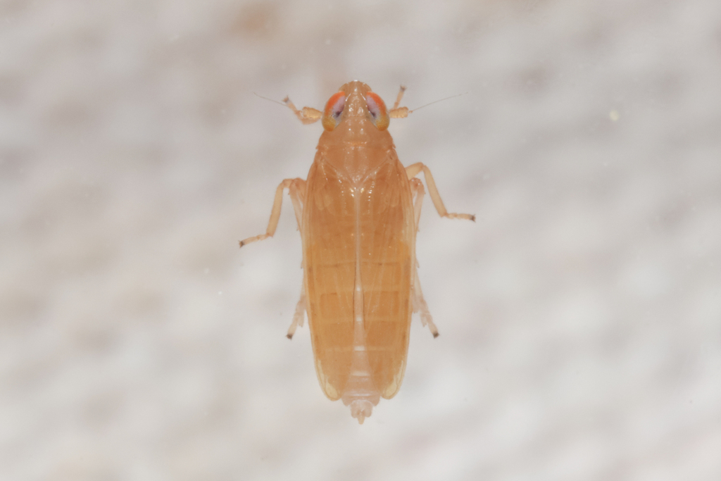 Kelisia flava
