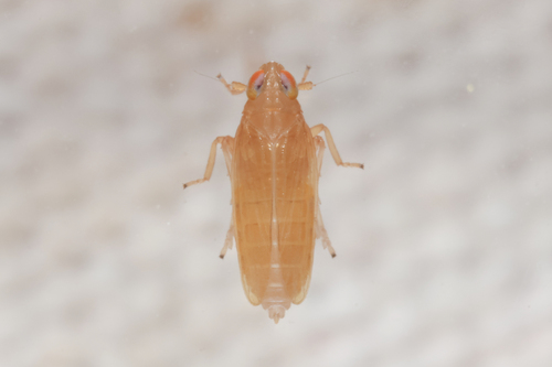 Kelisia flava