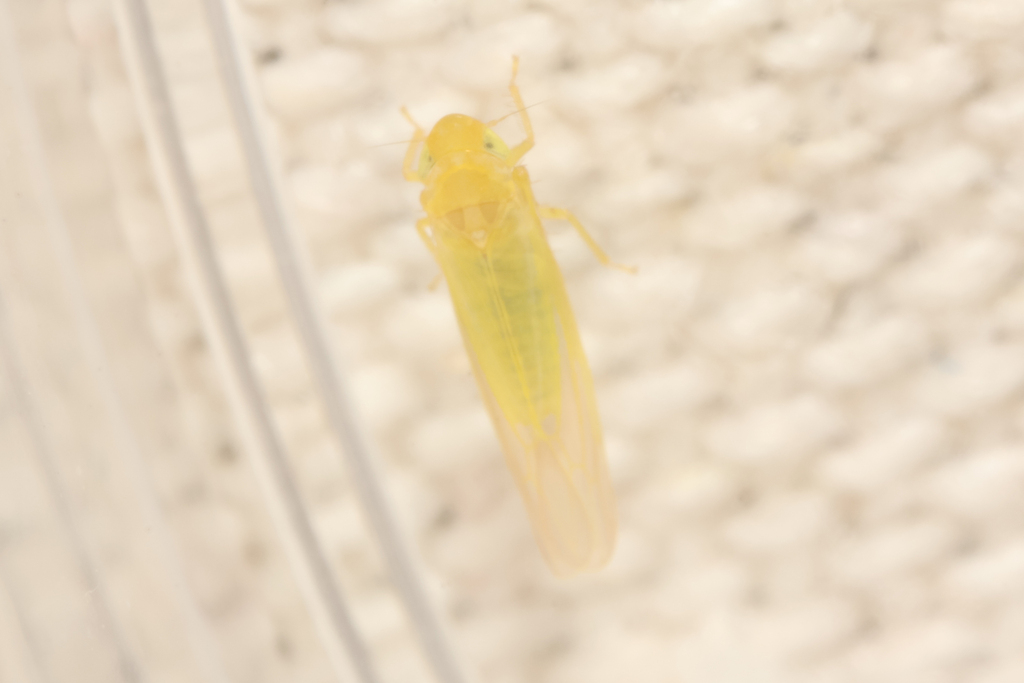 Forcipata loca