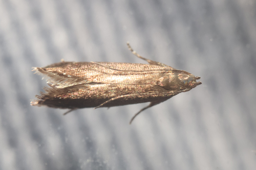 Untomia albistrigella photo 4