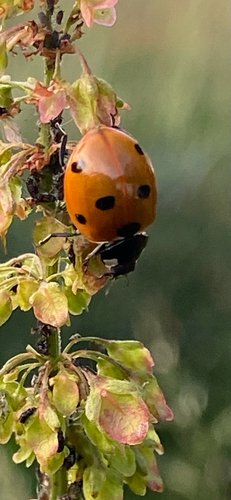 Seven-spotted Lady Beetle