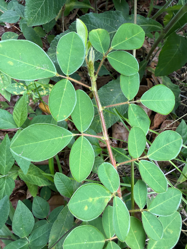 Grona adscendens observed 2026-06-16