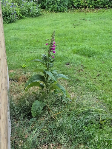 purple foxglove