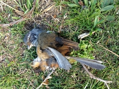 Microspingus cabanisi