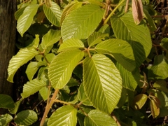 Rubus floribundus