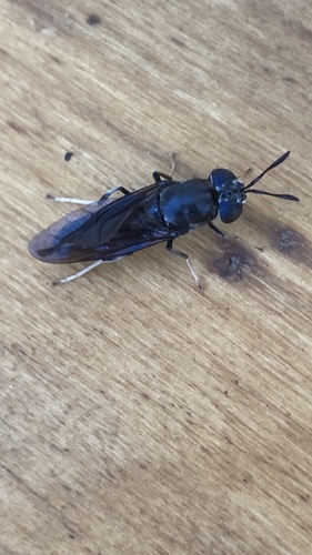 Black Soldier Fly