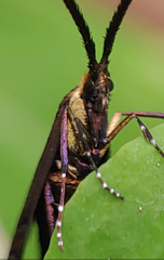 Adela caeruleella