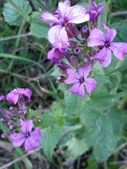 Lunaria