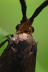 Adela caeruleella