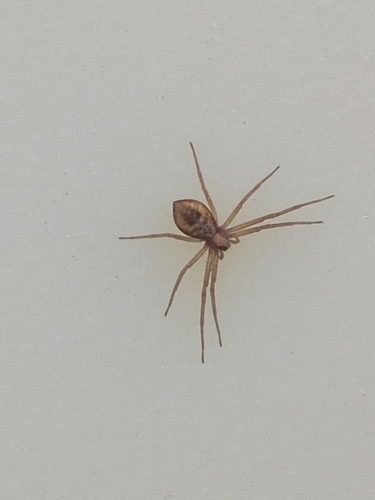 Philodromus rufus quartus