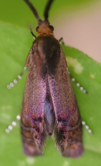 Adela caeruleella