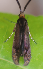 Adela caeruleella