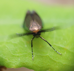 Adela caeruleella