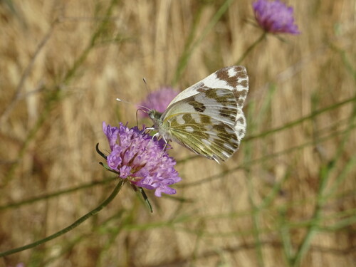 Eastern Bath White