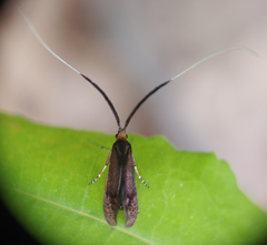 Adela caeruleella