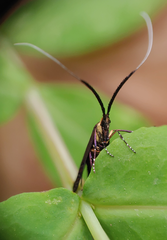 Adela caeruleella