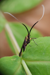 Adela caeruleella