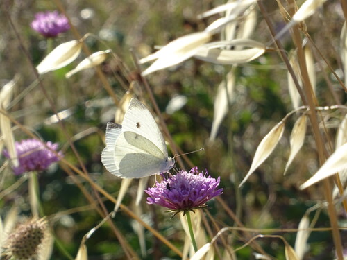 Small White