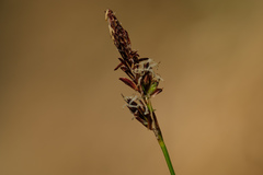 Carex montana