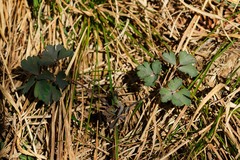 Aquilegia atrata