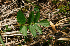 Pimpinella major