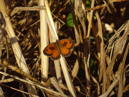 Southern Gatekeeper