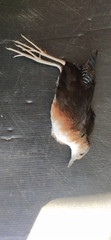 Laterallus melanophaius