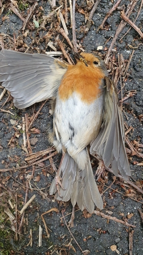 European Robin