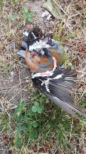 Common Chaffinch