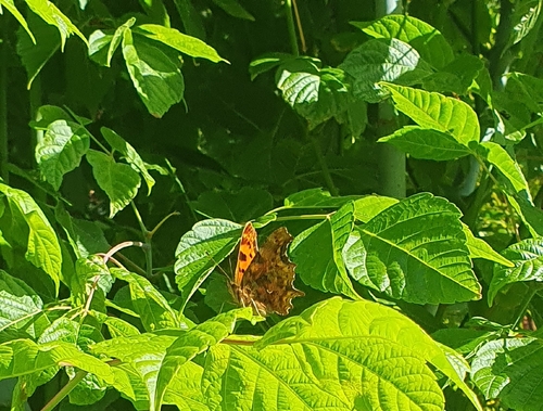 European Comma