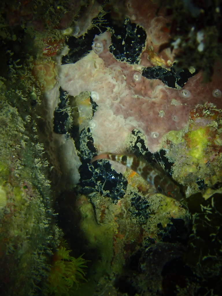Twinspot Hawkfish