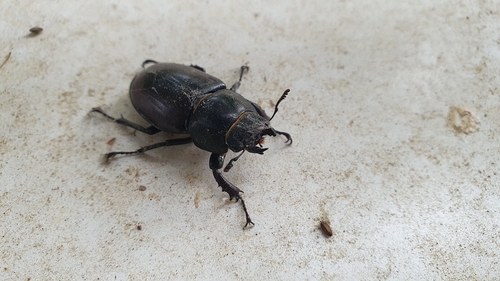 European Stag Beetle