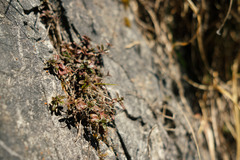 Thymus praecox polytrichus