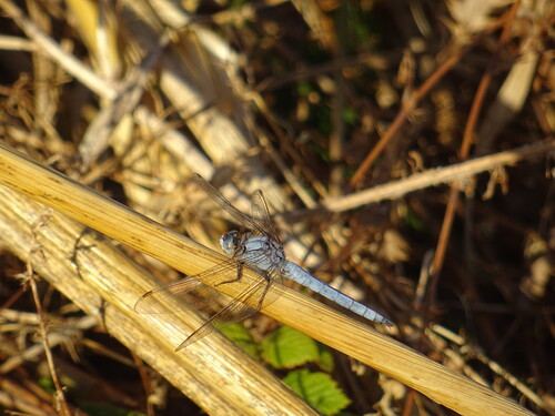 Southern Skimmer