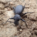 California Broad-necked Darkling Beetle - Photo (c) Tyson Ehlers, some rights reserved (CC BY-NC), uploaded by Tyson Ehlers