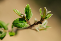 Cotoneaster tomentosus