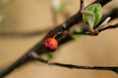 Cotoneaster tomentosus