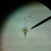 Phacus helicoides - Photo (c) Lisa, algunos derechos reservados (CC BY-NC), subido por Lisa