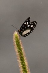 Neptis praslini