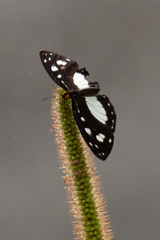 Neptis praslini