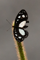 Neptis praslini