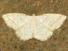 Protitame subalbaria