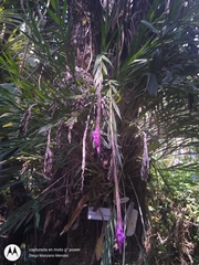 Isochilus carnosiflorus