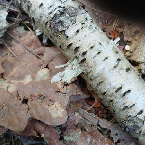 Diatrypella favacea observed 2026-06-17