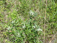 Lithospermum bejariense