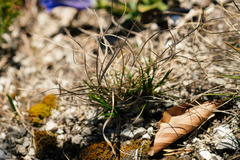 Carex mucronata