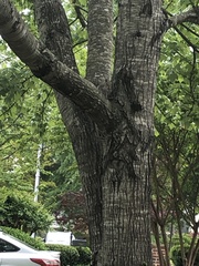 Sciurus carolinensis