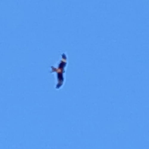 Red Kite