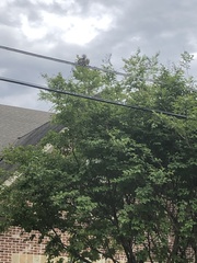 Sciurus carolinensis