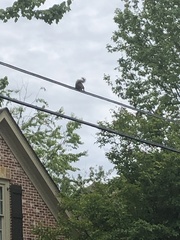 Sciurus carolinensis